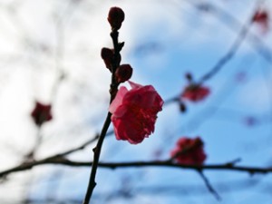 ume