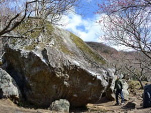 ume2