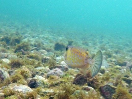 IMGP5282