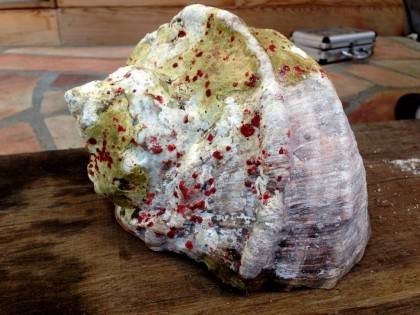 IMG_0988