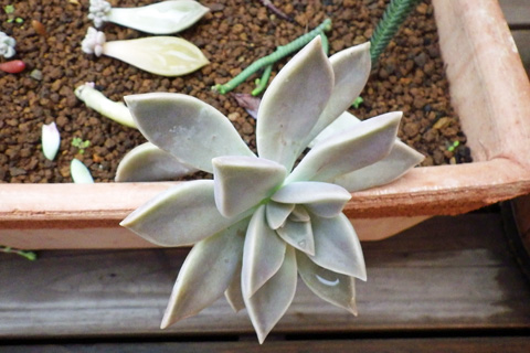 a1