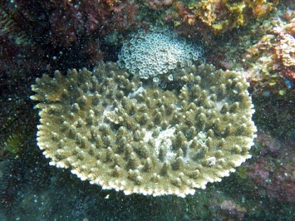 a1