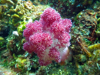 c1